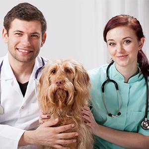 القفازات المستخدمة لمرة واحدة في الميدان التلقيح البيطري المستقيم القفازات الطويلة ، الأكمام الطويلة للغاية القفازات الكاملة 8