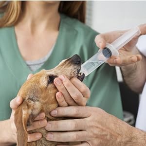 animals feeding syringe