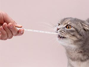 أنابيب البلاستيك المستخدمة مرة واحدة، ومقطرات واضحة للزيوت الأساسية، اختبار المياه، المختبر، الفن DIY 13