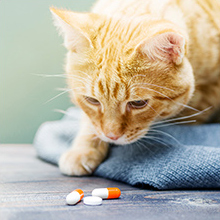 أدوات لملء حبوب منع الحمل الفارغة كبسولات، المنزلية ومستلزمات المختبر - الميكرو ملعقة سباتولا، المختبر كأس ملء الوعاء، مسحوق العشب 6