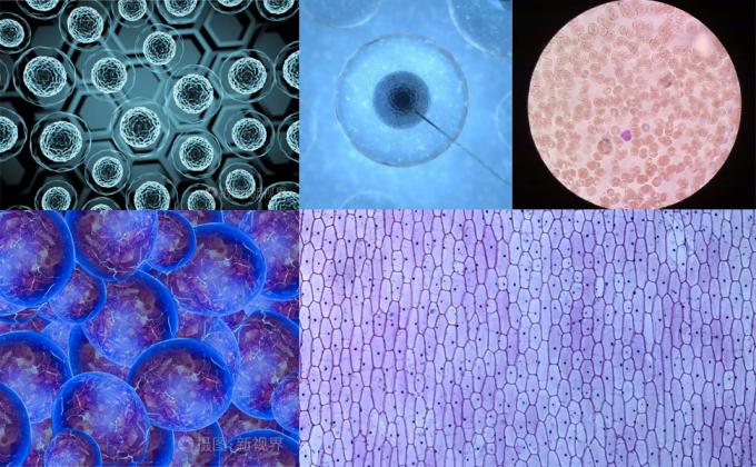 شرائح المجهر والغلافات، شرائح الزجاج الفارغة لمجموعة المجهر - 300 شريحة، 300 غلاف، للمجهر 7